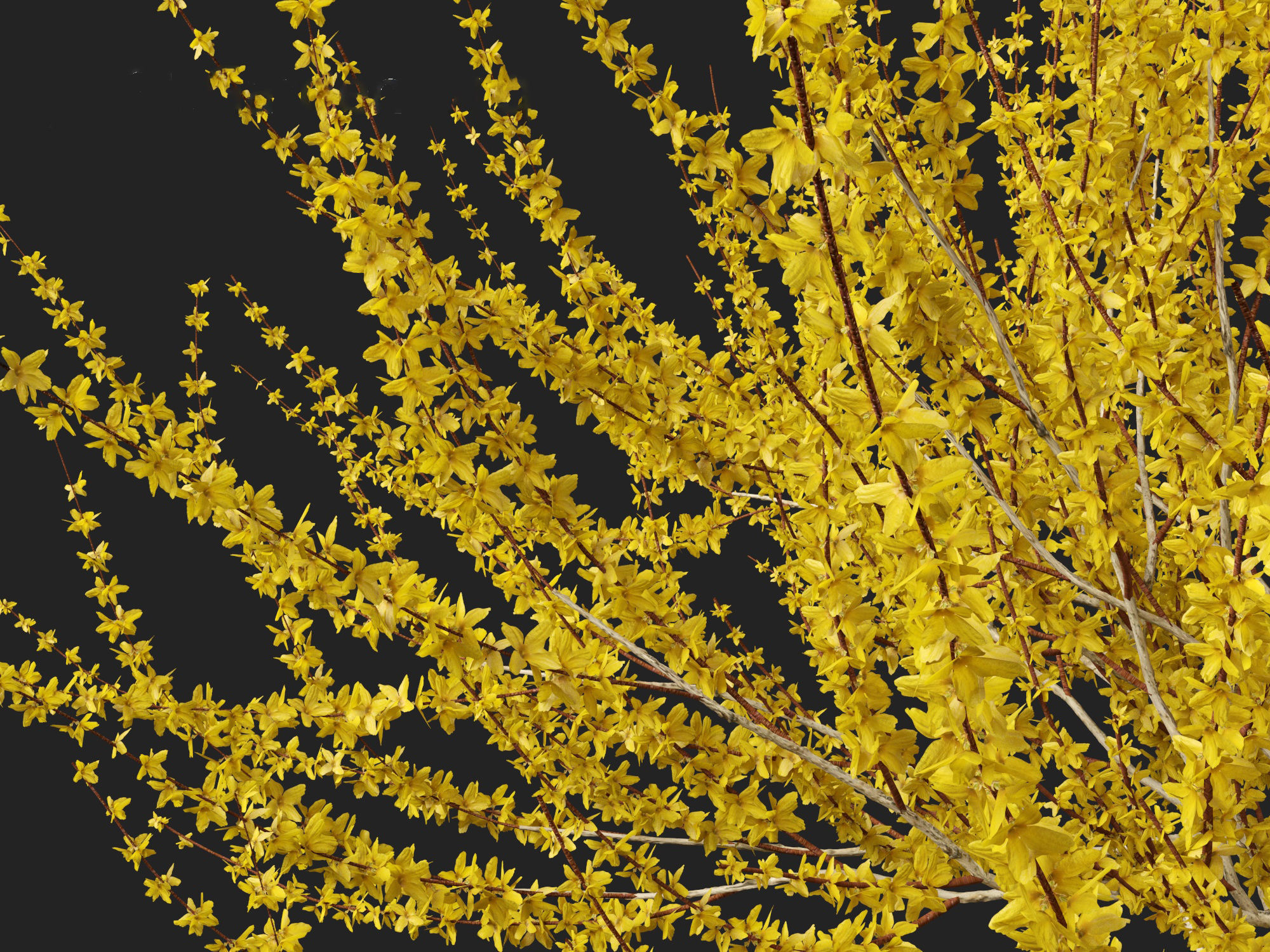 Forsythia x intermedia Golden Bells - Border Forsythia 3D model_7