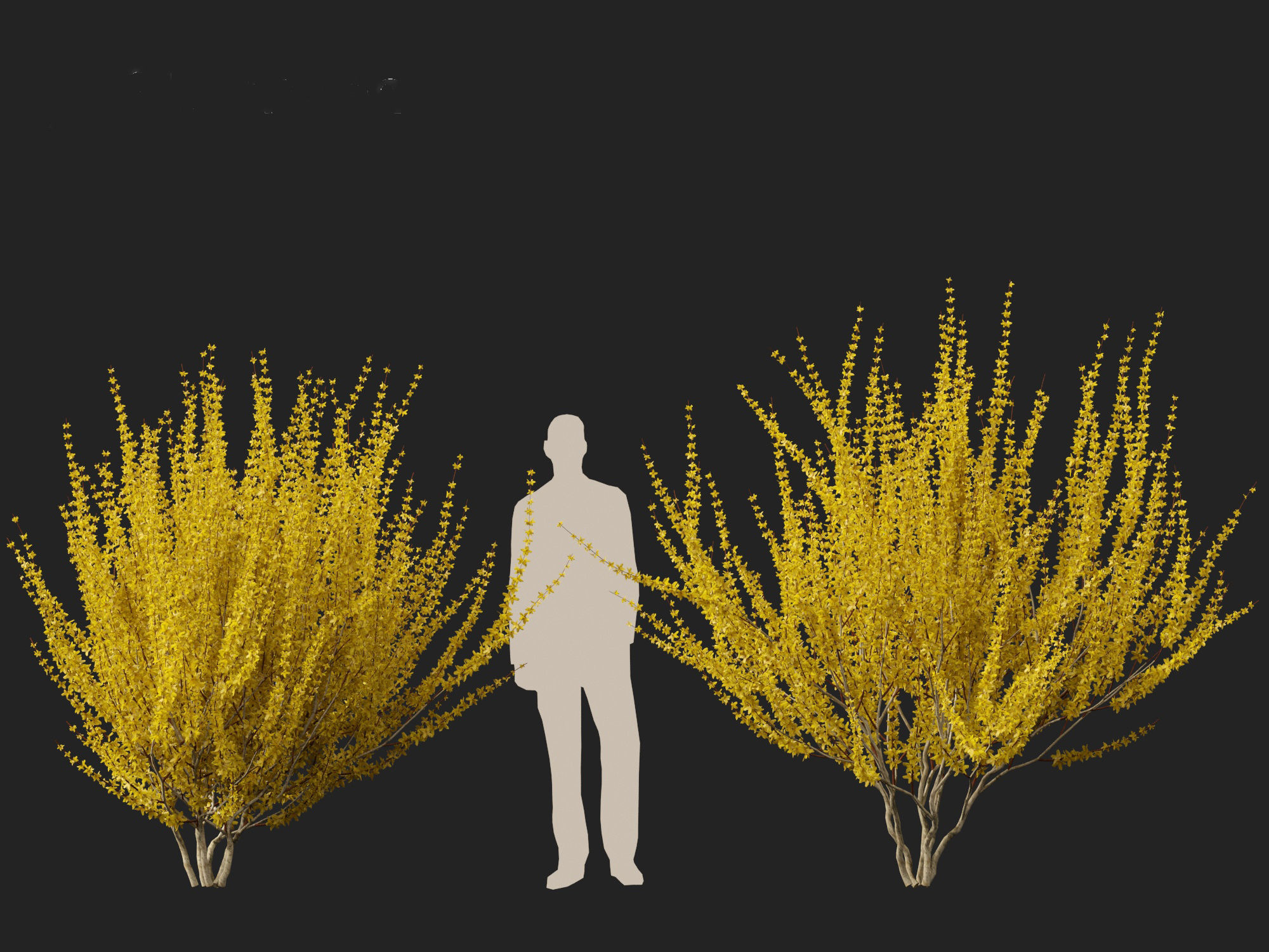 Forsythia x intermedia Golden Bells - Border Forsythia 3D model_21