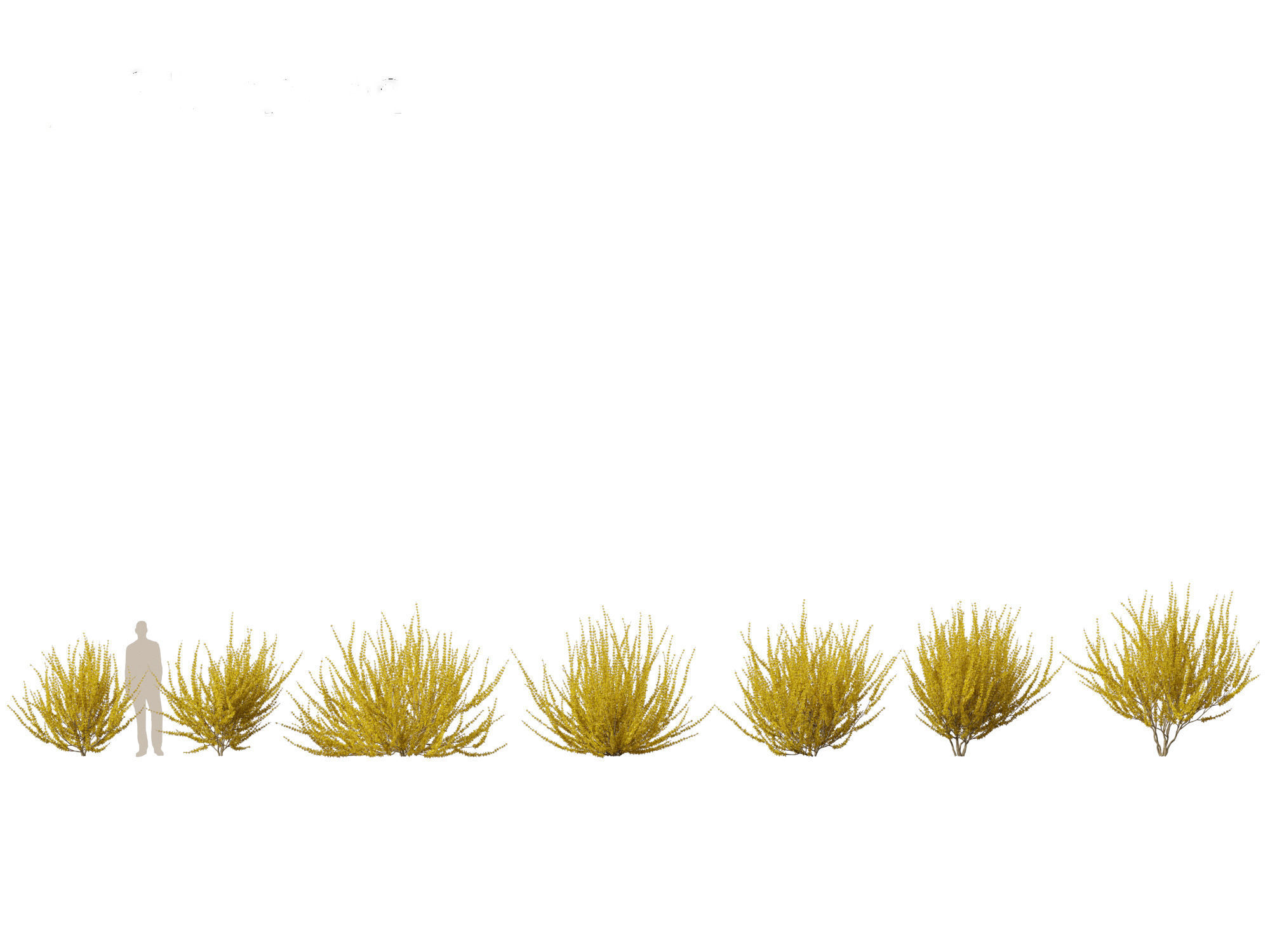 Forsythia x intermedia Golden Bells - Border Forsythia 3D model_2