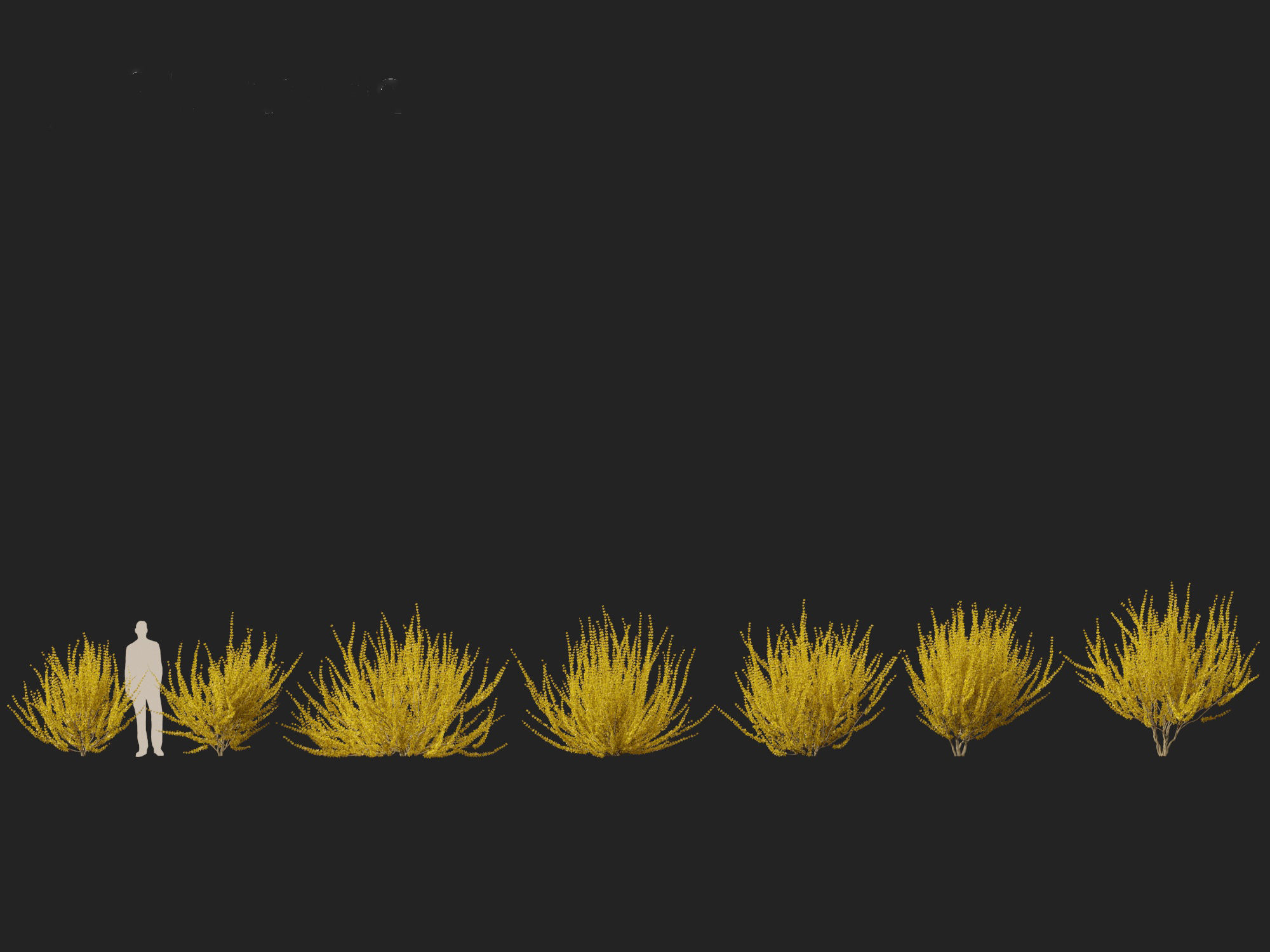 Forsythia x intermedia Golden Bells - Border Forsythia 3D model_9