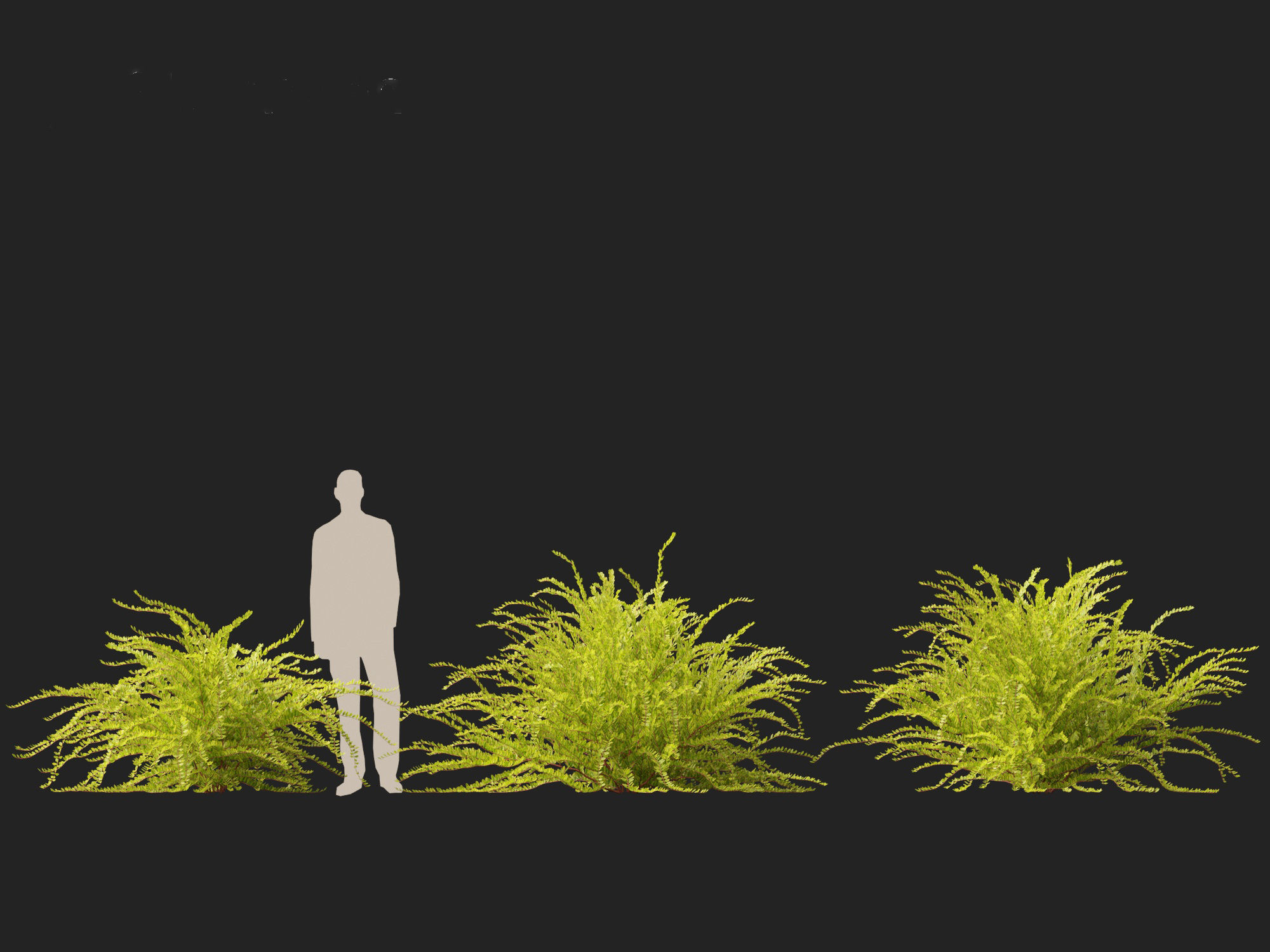 Lonicera nitida Lemon Beauty - Box Honeysuckle  3D model_7