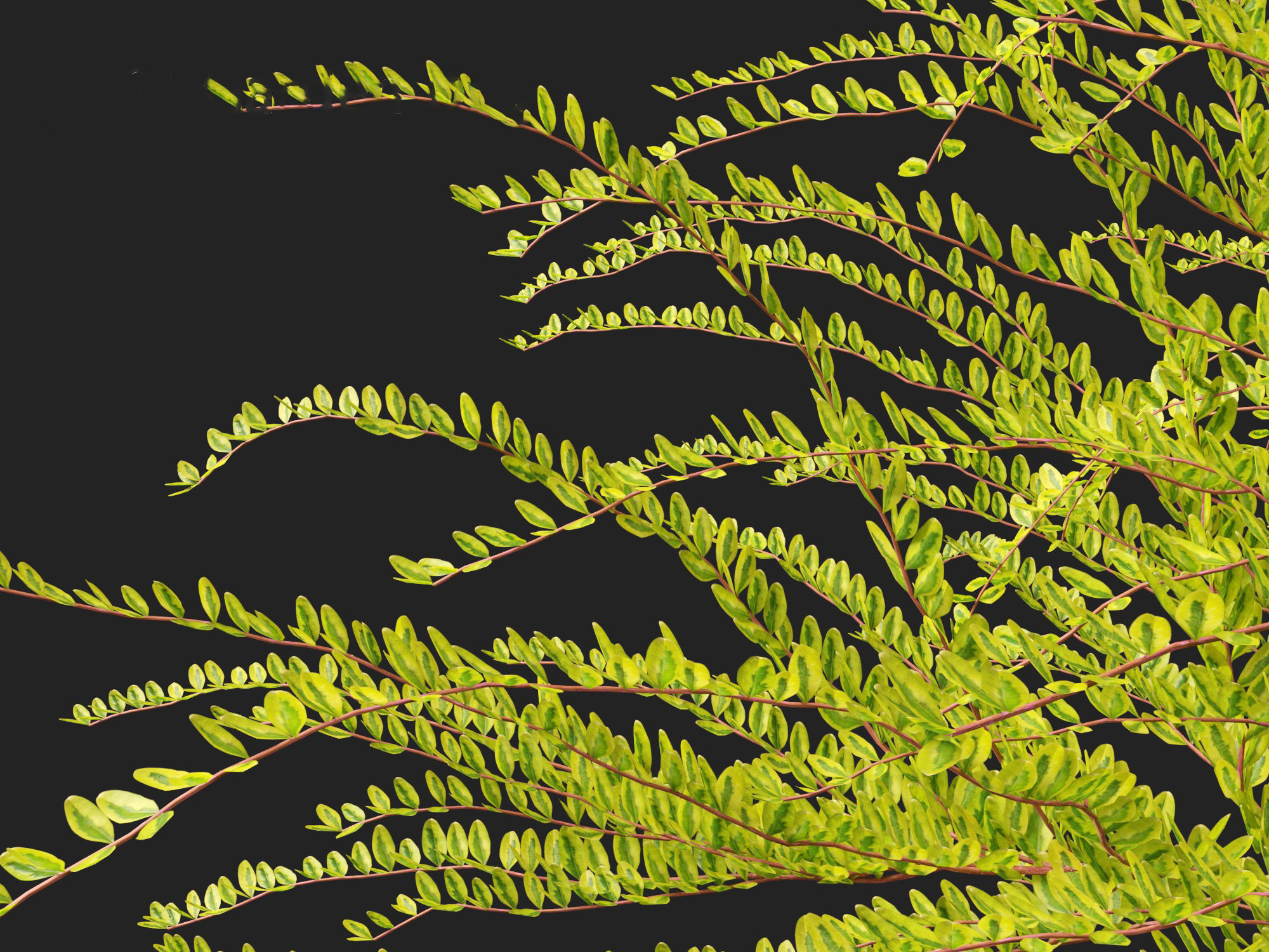 Lonicera nitida Lemon Beauty - Box Honeysuckle  3D model_2