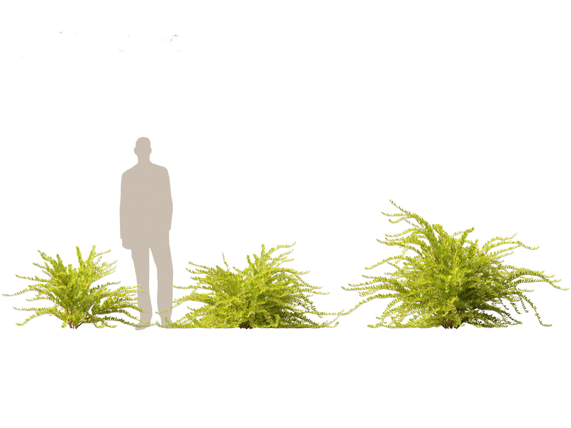 Lonicera nitida Lemon Beauty - Box Honeysuckle  3D model_4