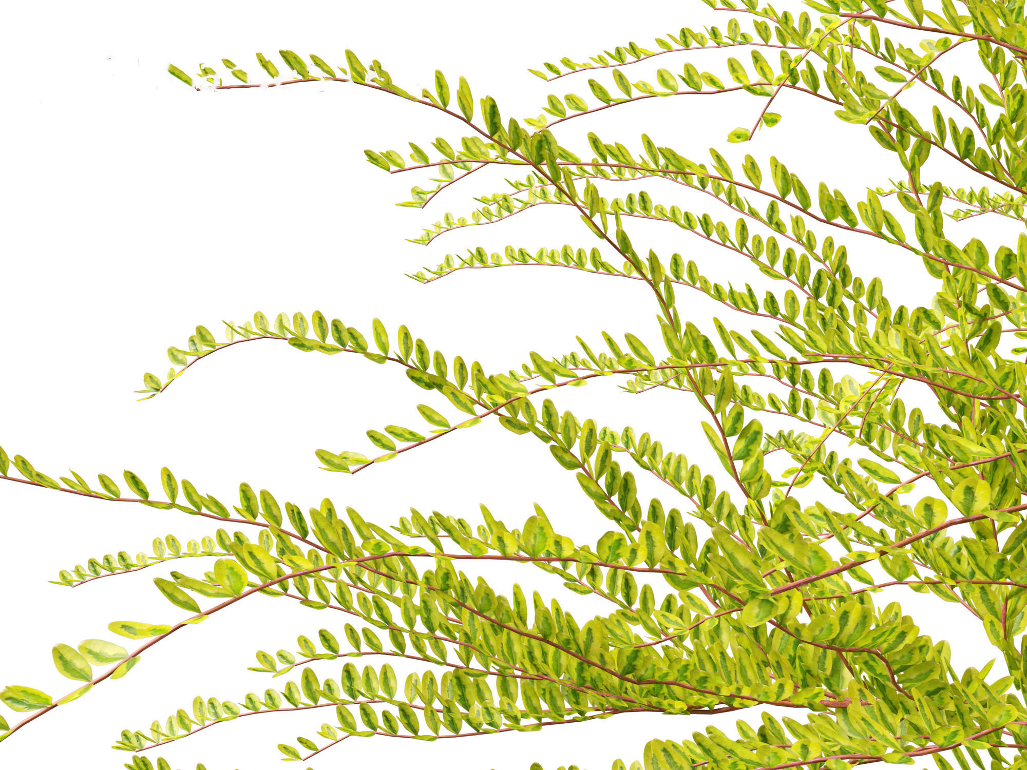 Lonicera nitida Lemon Beauty - Box Honeysuckle  3D model_9