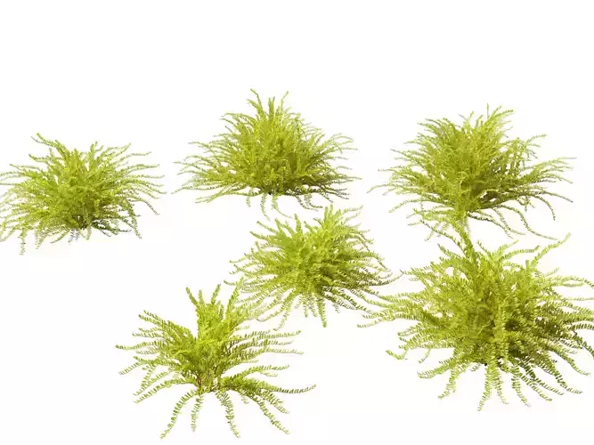 Lonicera nitida Lemon Beauty - Box Honeysuckle 