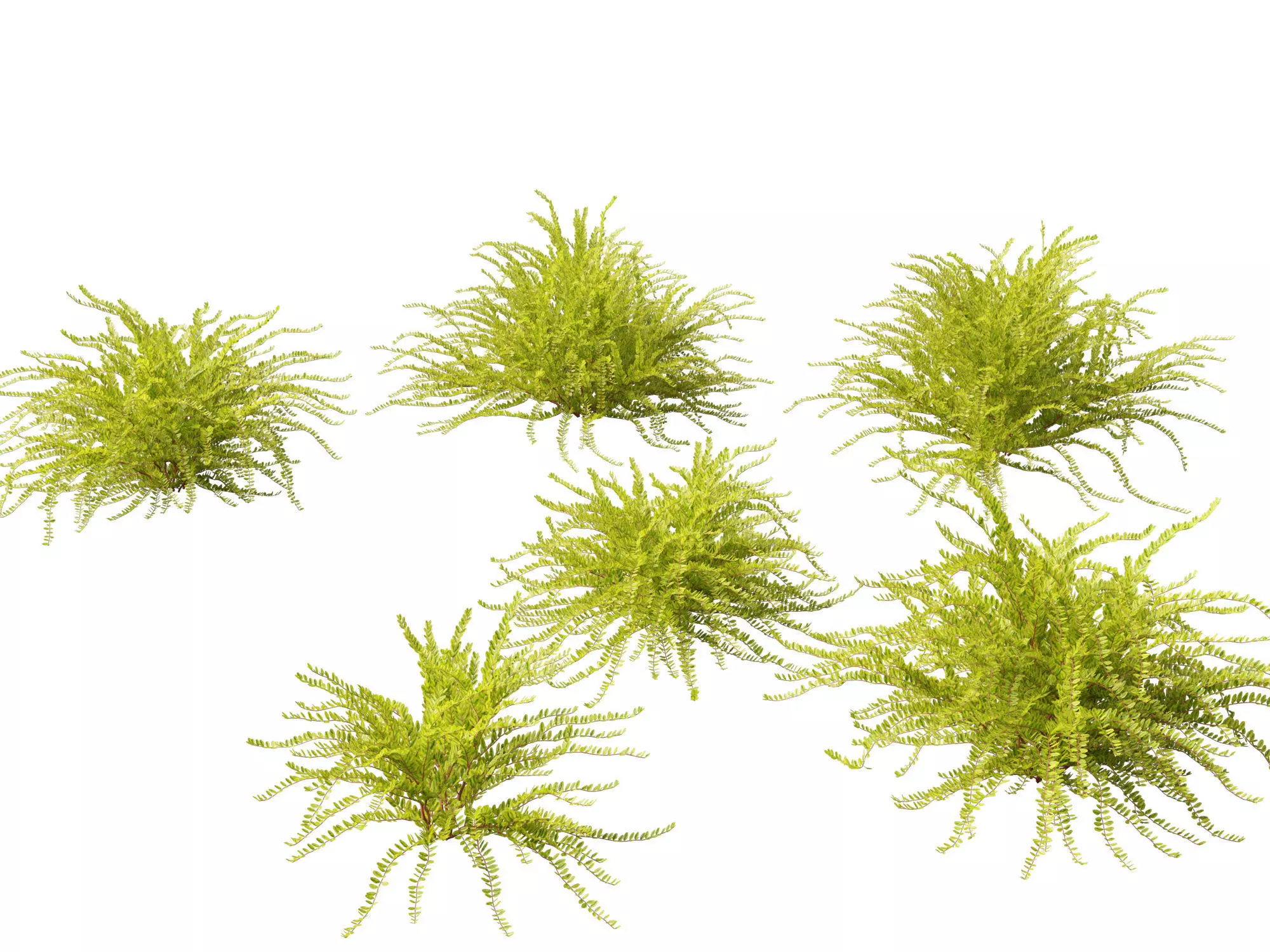 Lonicera nitida Lemon Beauty - Box Honeysuckle  3D model_0