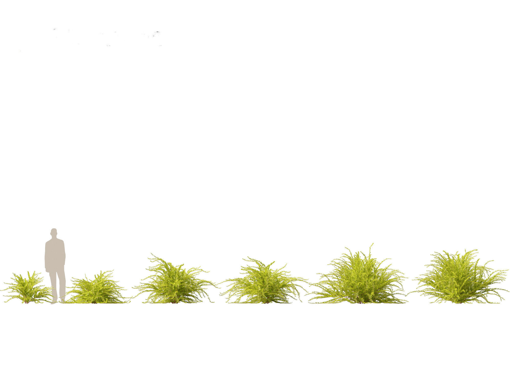 Lonicera nitida Lemon Beauty - Box Honeysuckle  3D model_1