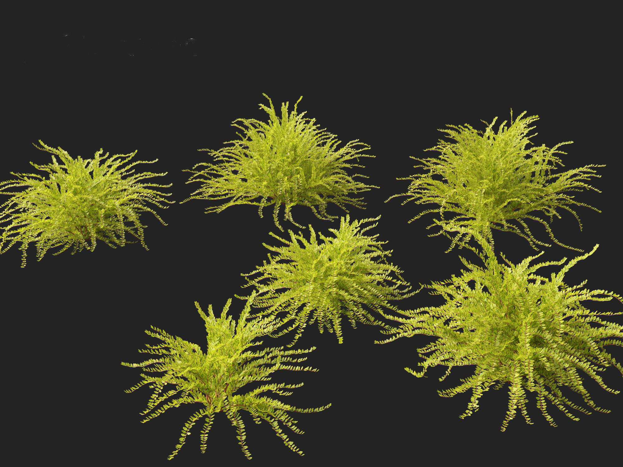 Lonicera nitida Lemon Beauty - Box Honeysuckle  3D model_8