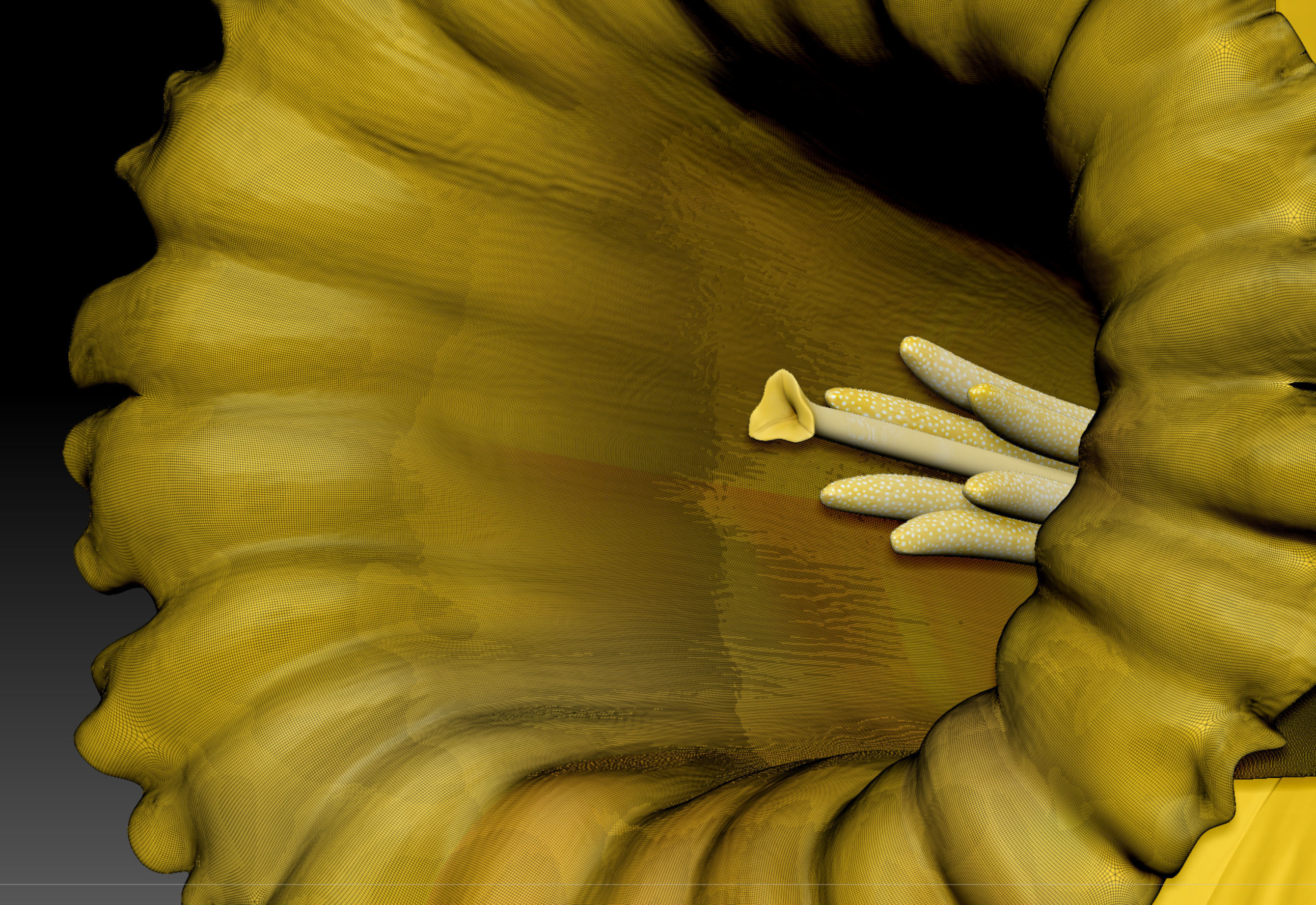 Daffodil Low-poly 3D model_16