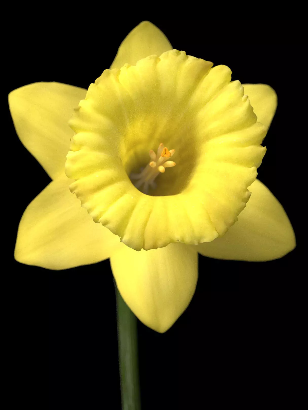 Daffodil Low-poly 3D model_0