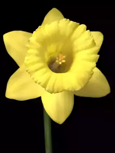 Daffodil Low-poly 3D model