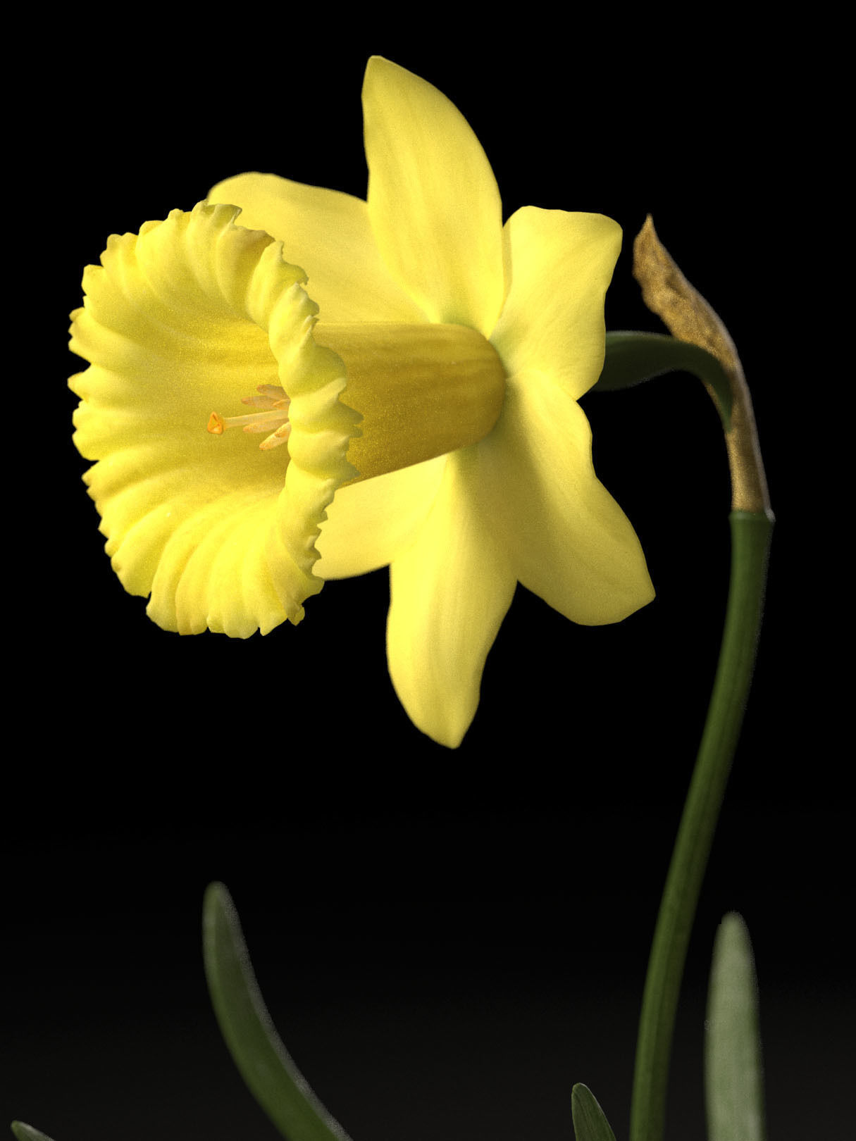 Daffodil Low-poly 3D model_5