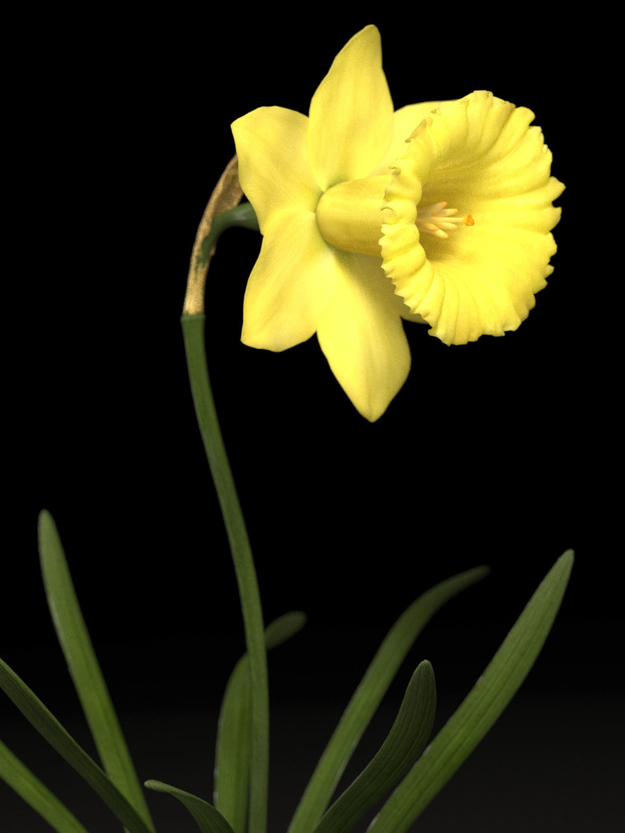 Daffodil Low-poly 3D model_4