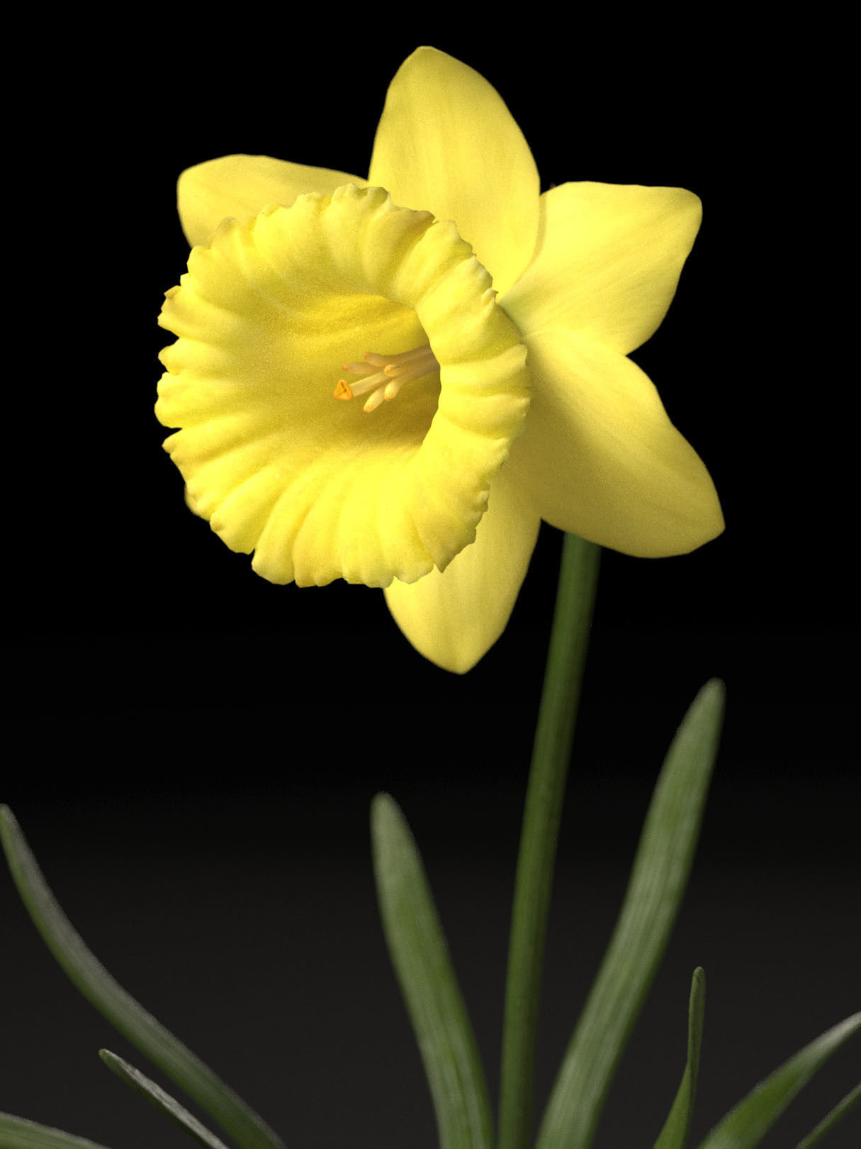 Daffodil Low-poly 3D model_3