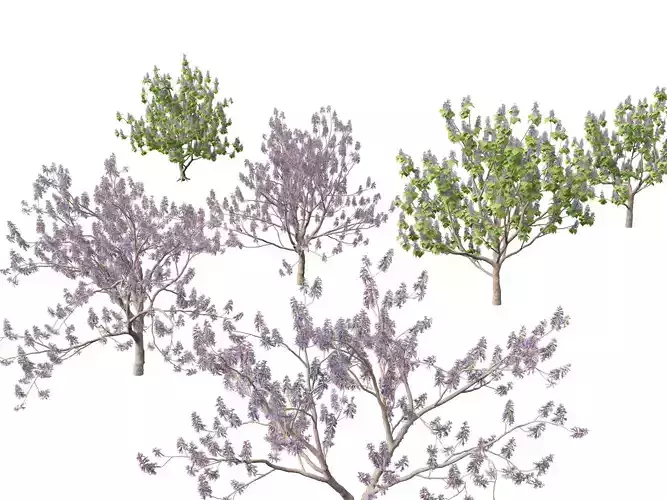 Paulownia tomentosa - Princess tree 3D model