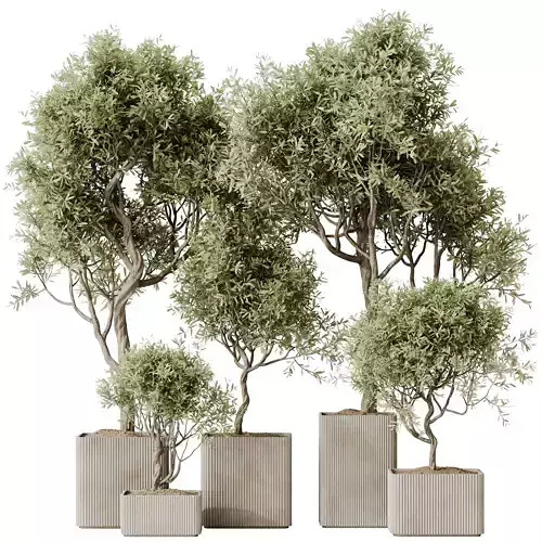 Kalamata Leccino Arbequina Wilsonii Chemlali Olive Set 23