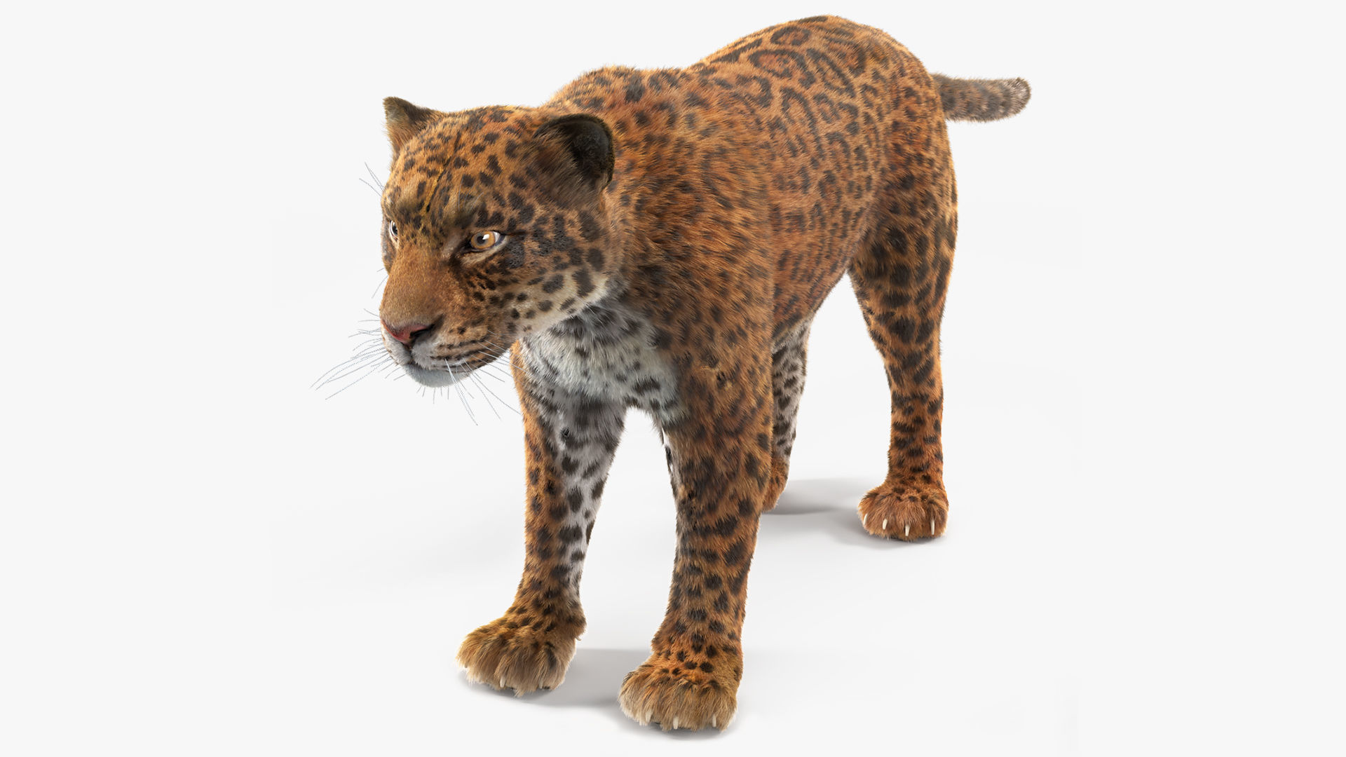 Jaguar Fur 3D model
