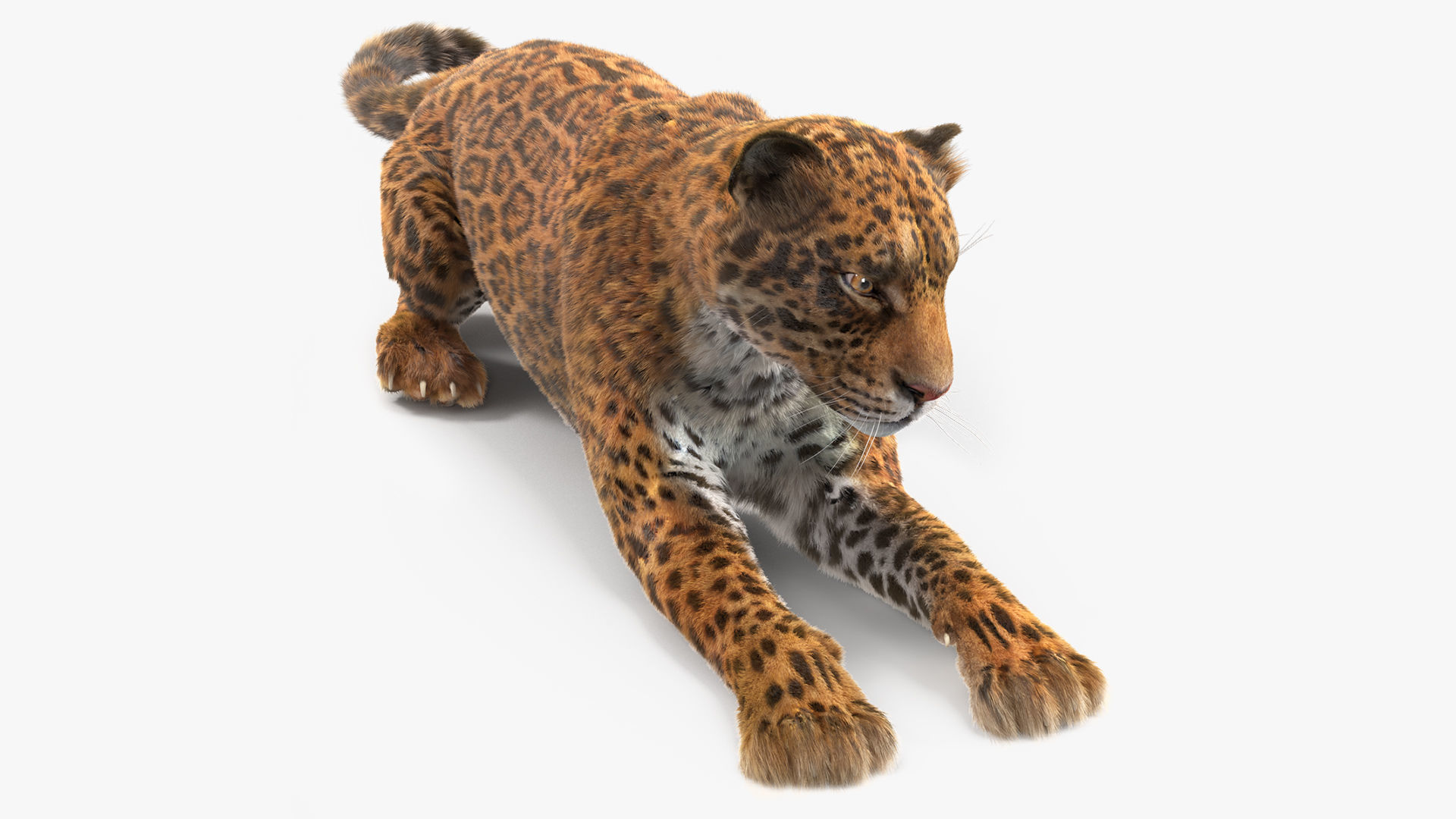 Jaguar Lying Down Fur 3D model