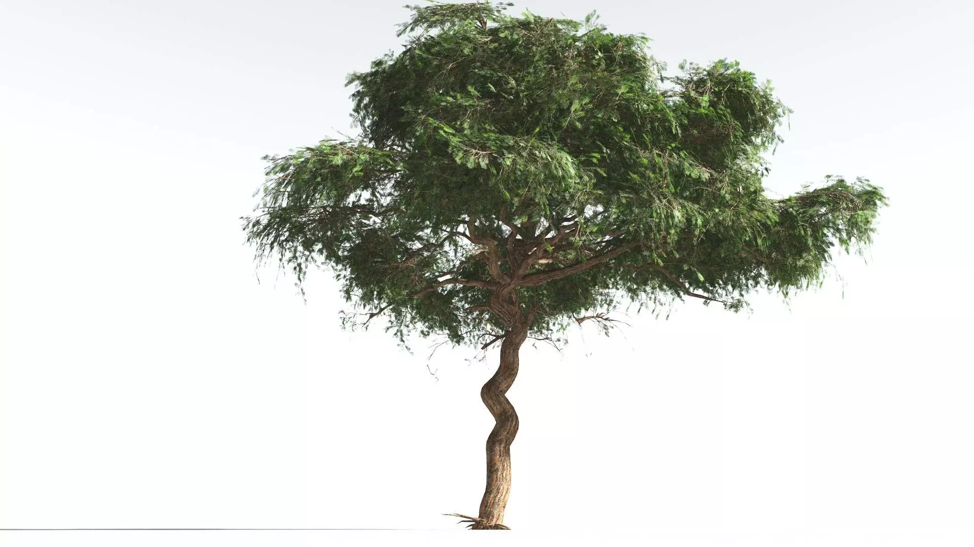 EVERYPlant Umbrella Thorn Acacia LowPoly 2 --12 Models-- Low-poly 3D model