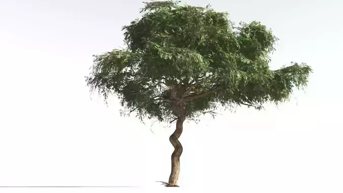 EVERYPlant Umbrella Thorn Acacia LowPoly 2 --12 Models--