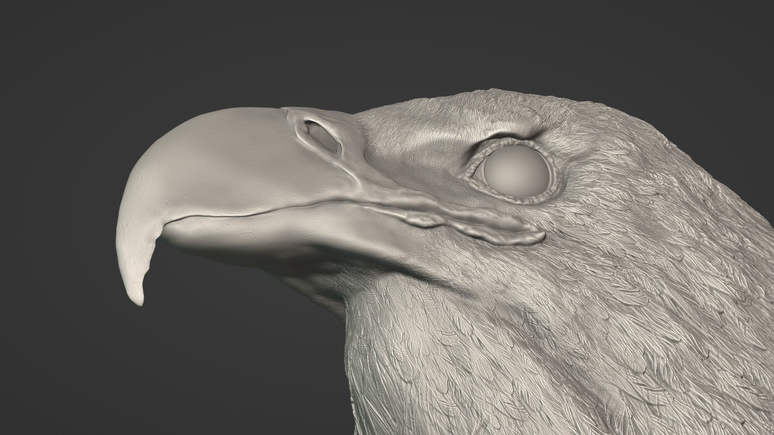 Eagle Head 3D model_7