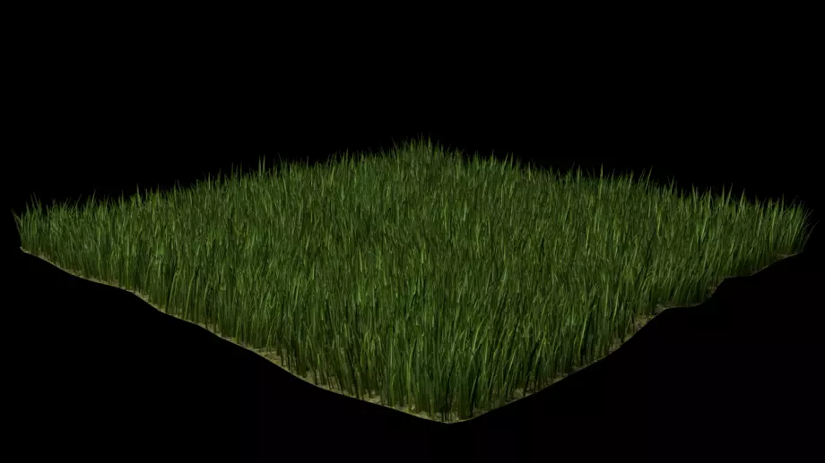 grass Free 3D model_0