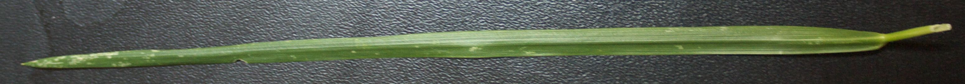 grass Free 3D model_1