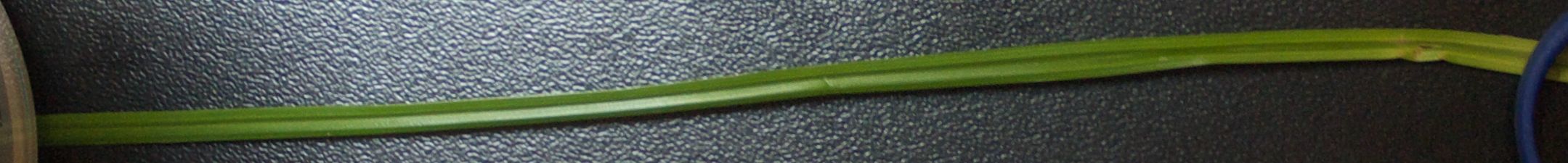 grass Free 3D model_2