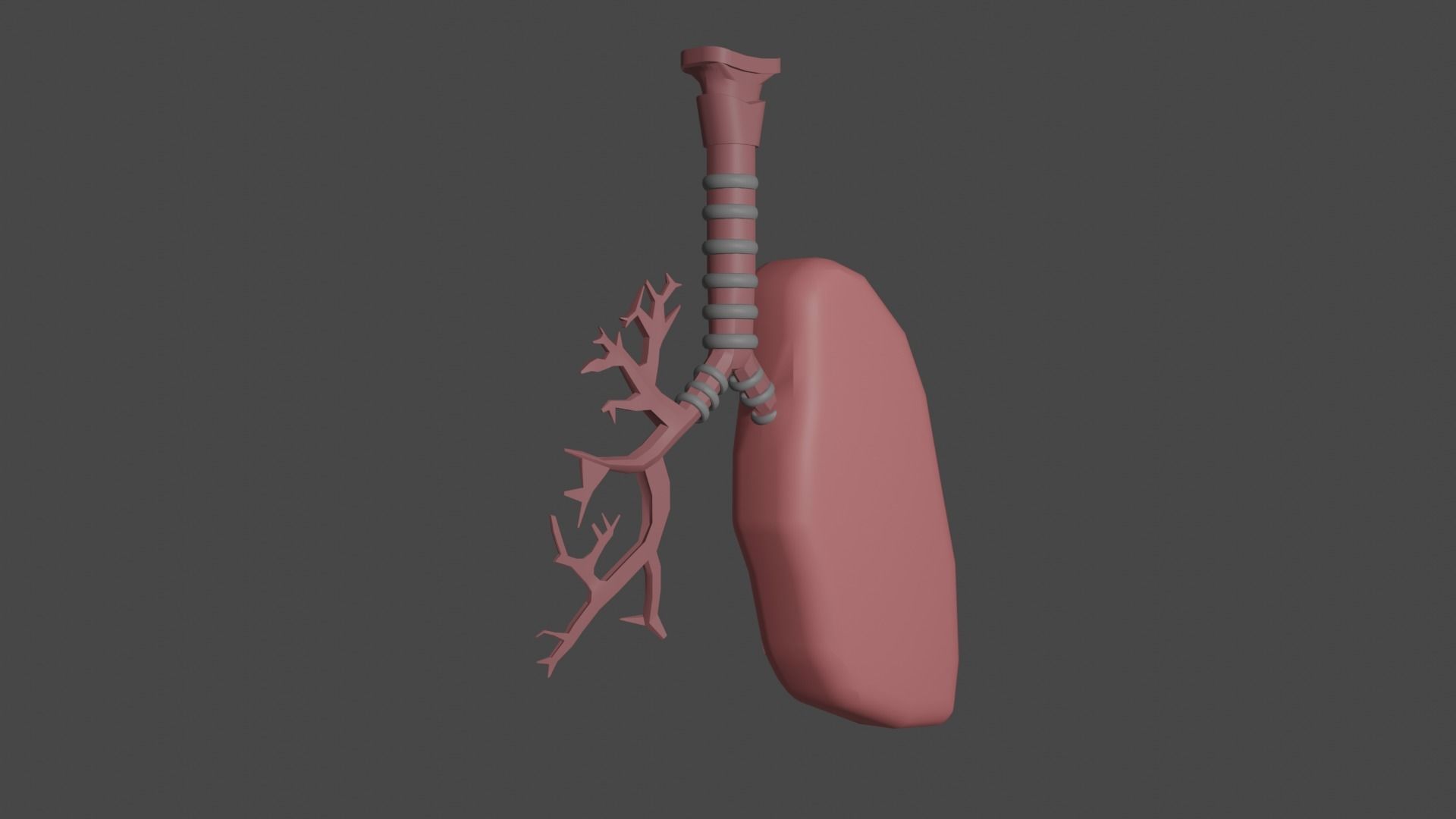 Interactive Lungs with Bronchioles 3D model_2