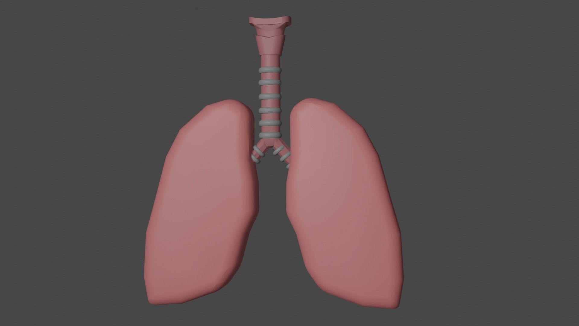 Interactive Lungs with Bronchioles 3D model_4
