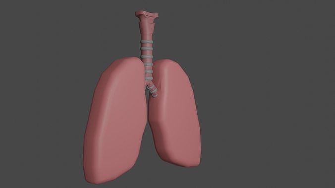 Interactive Lungs  with Bronchioles 3D model
