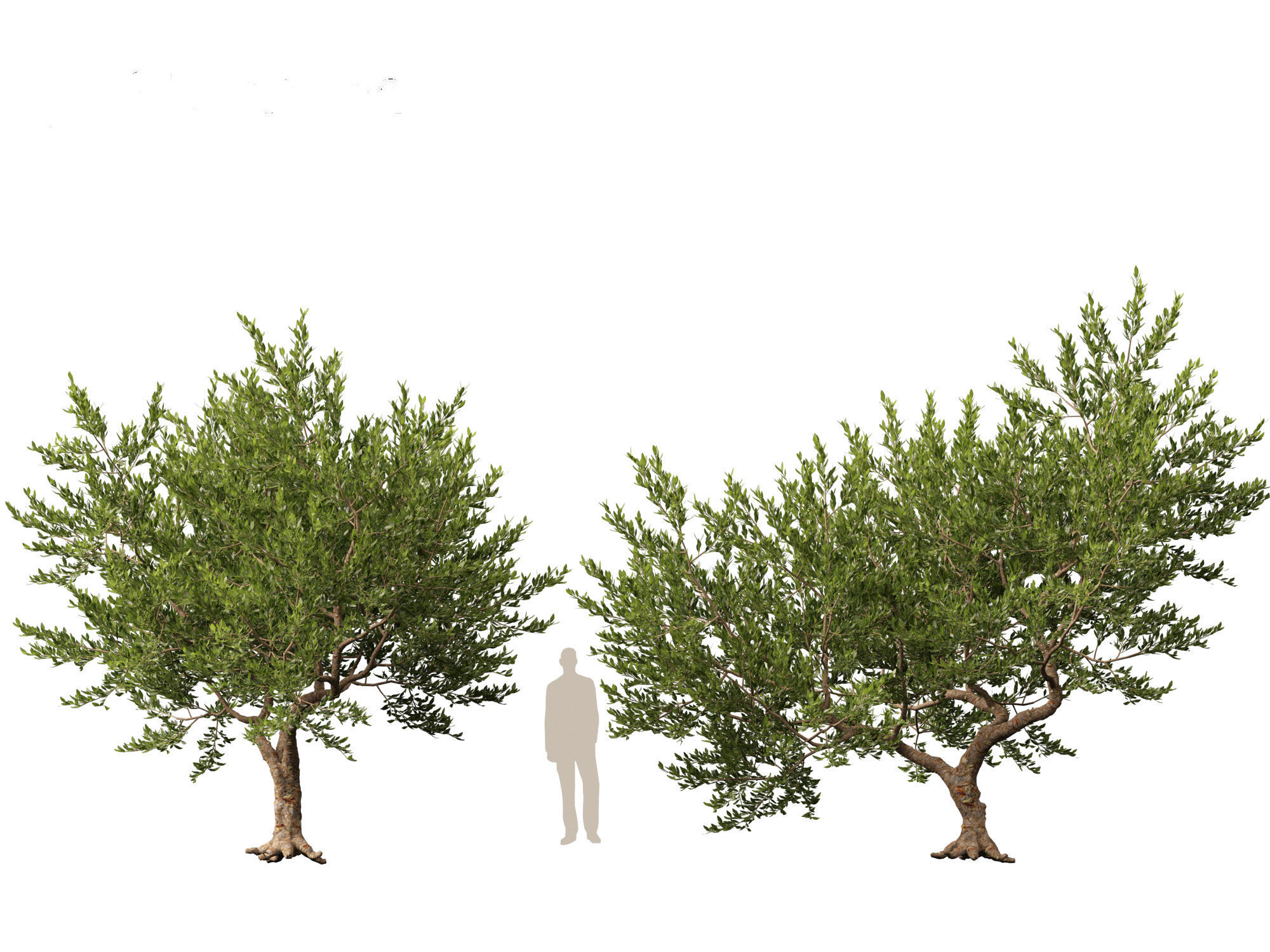 Pistacia lentiscus - Mastic  3D model_4