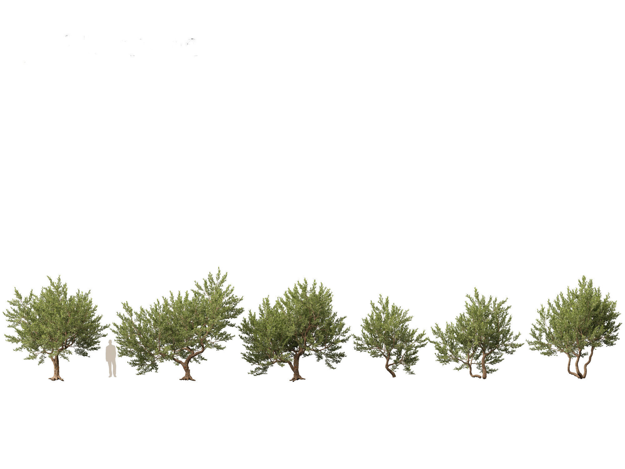 Pistacia lentiscus - Mastic  3D model_1