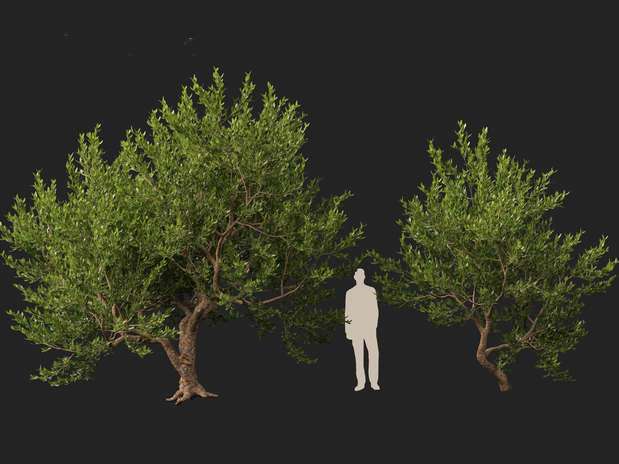 Pistacia lentiscus - Mastic  3D model_7