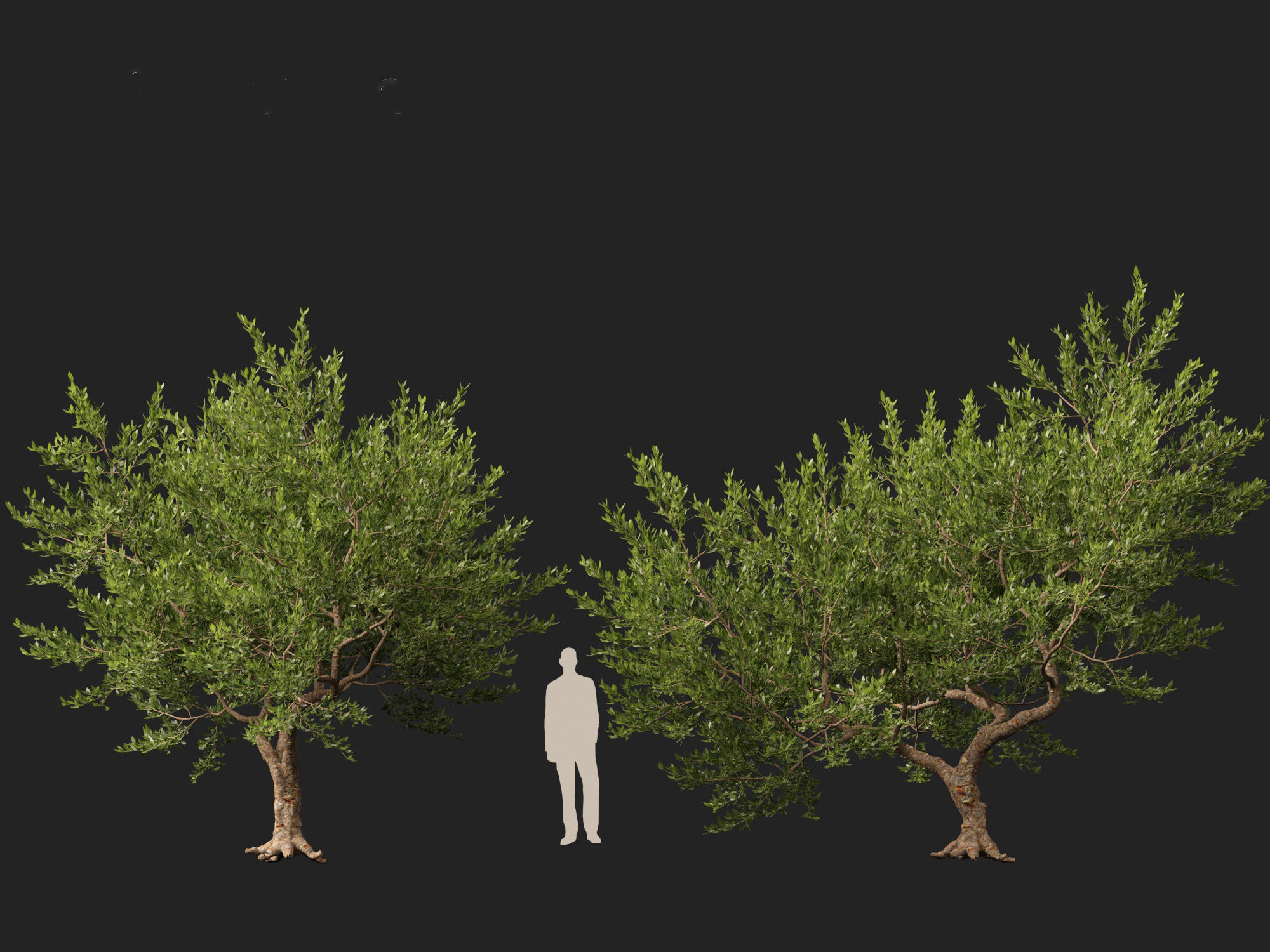 Pistacia lentiscus - Mastic  3D model_5