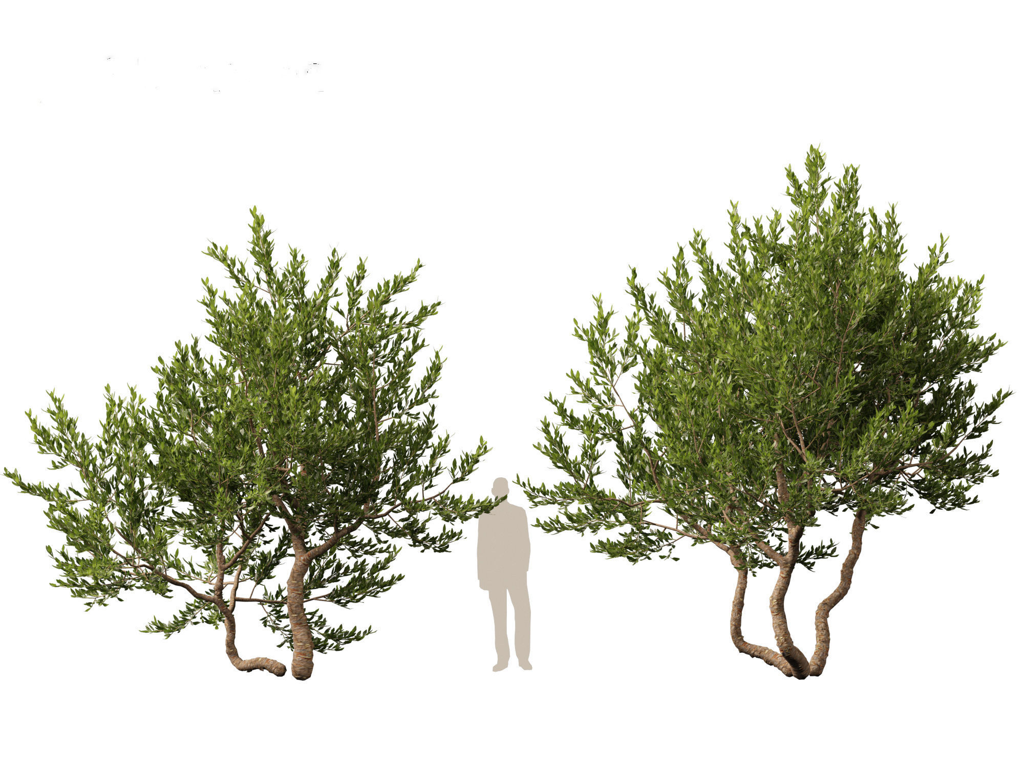 Pistacia lentiscus - Mastic  3D model_8