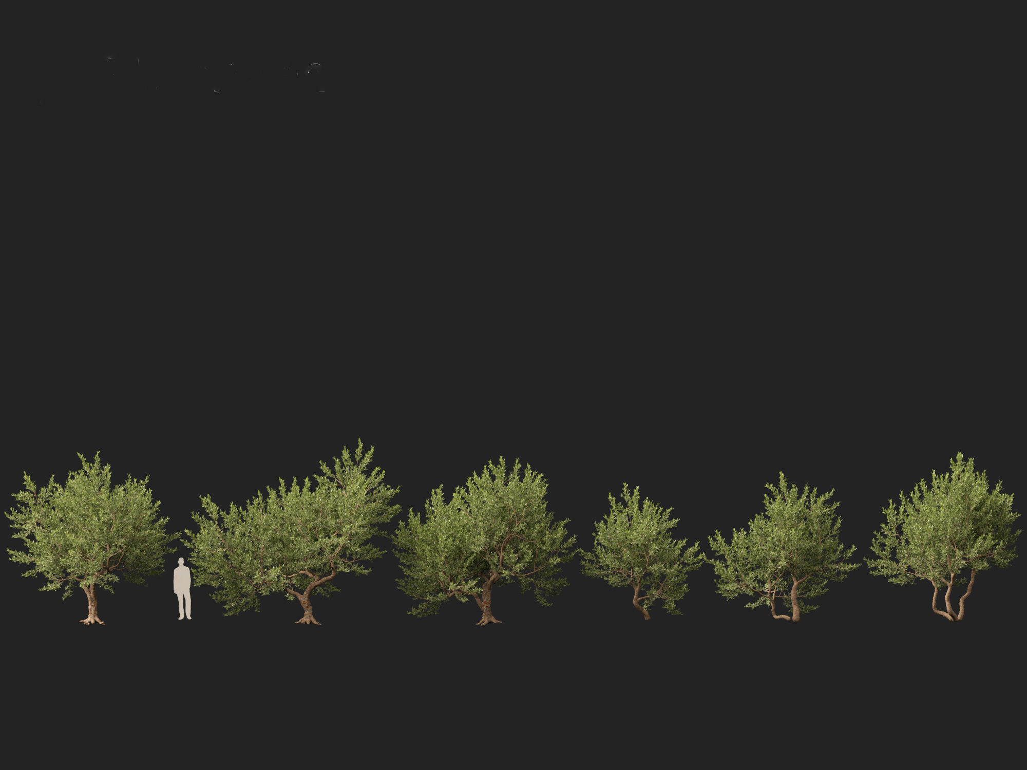 Pistacia lentiscus - Mastic  3D model_3