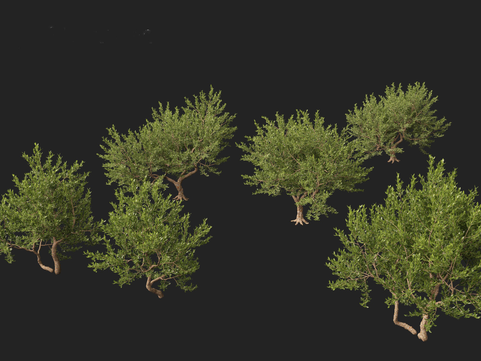 Pistacia lentiscus - Mastic  3D model_2
