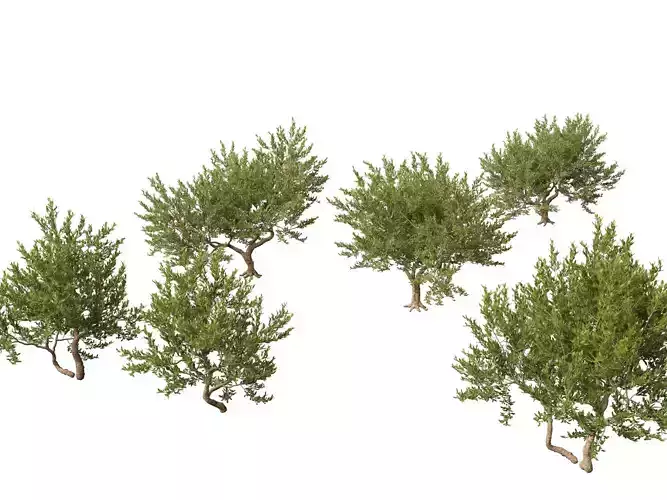 Pistacia lentiscus - Mastic  3D model