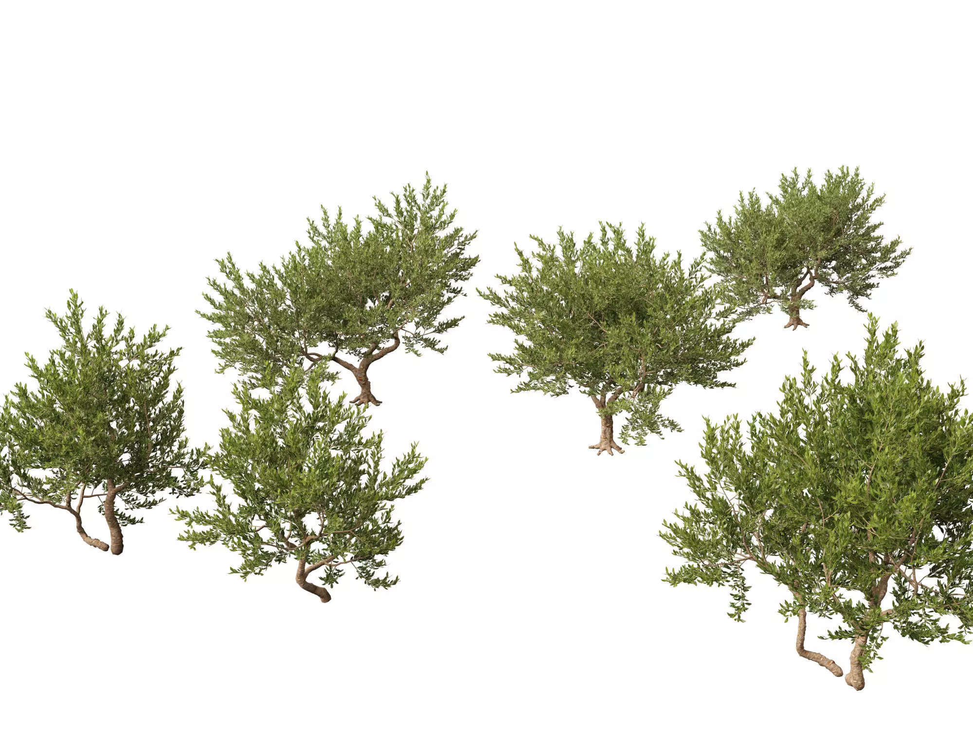 Pistacia lentiscus - Mastic  3D model_0
