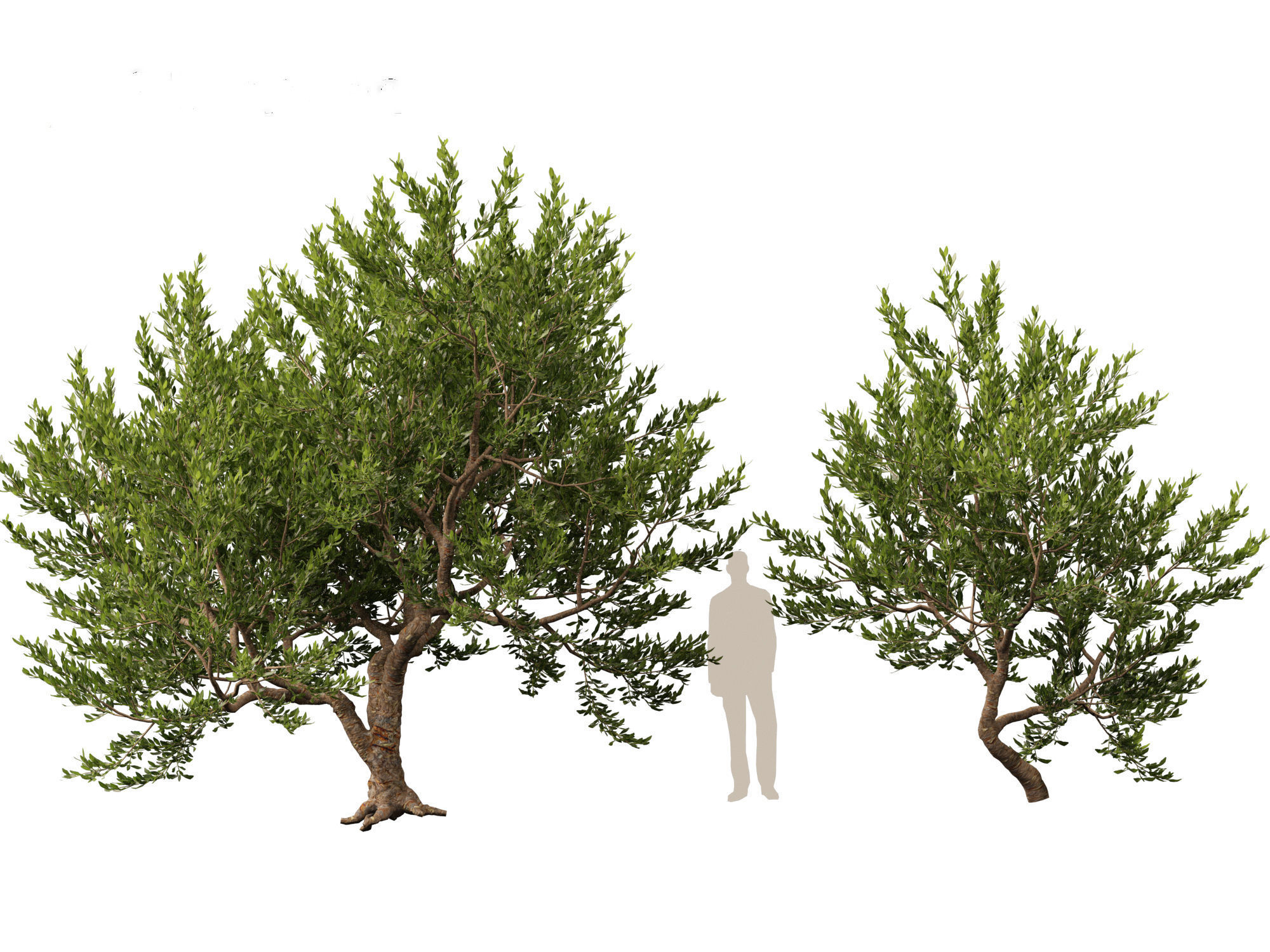 Pistacia lentiscus - Mastic  3D model_6