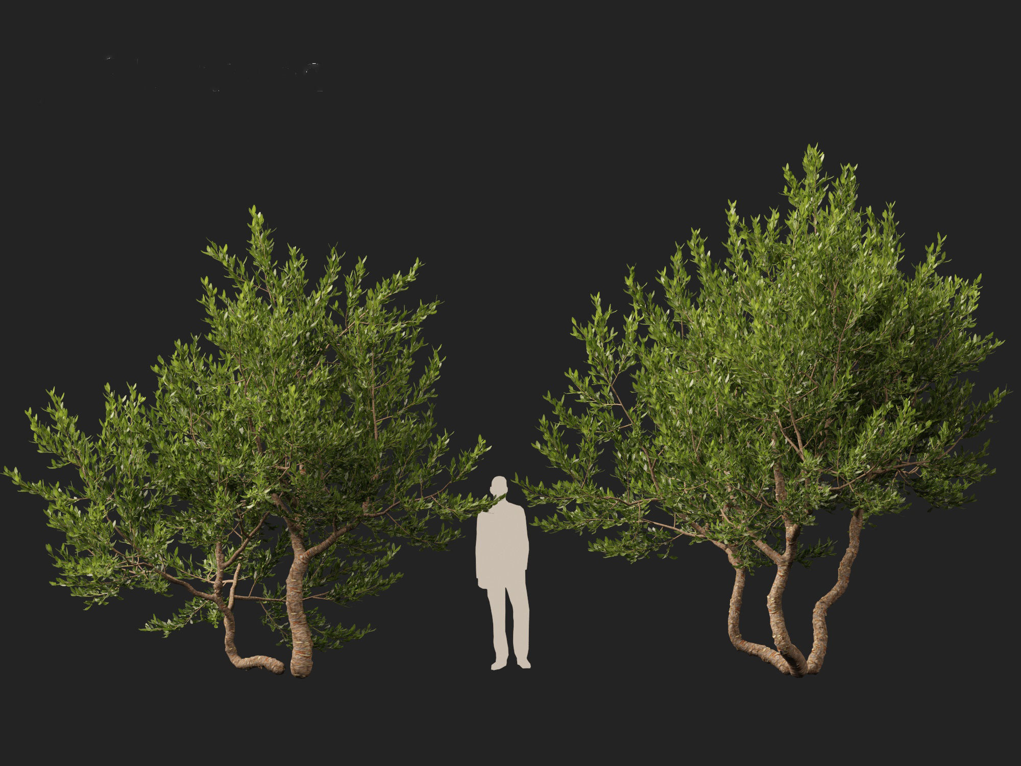 Pistacia lentiscus - Mastic  3D model_9