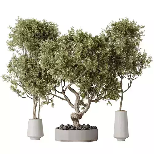 Indoor plant set 54 3D model
