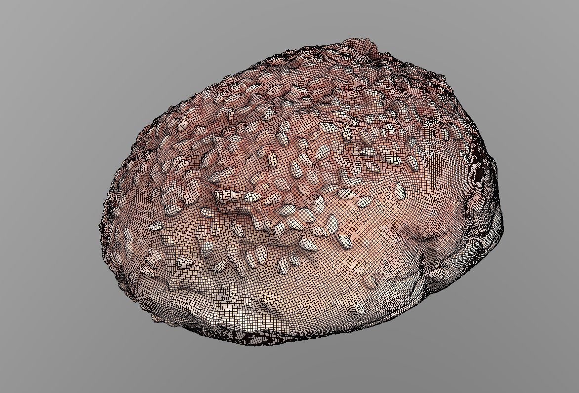 Sesame Bun Low-poly 3D model_9