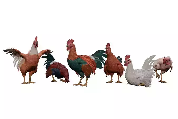 Feathered Rooster Low-poly 3D model