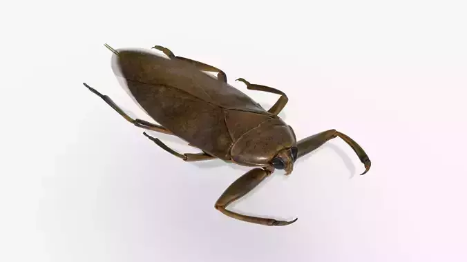 4K Giant Water Bug Low-poly 3D model