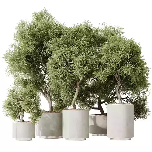 Kalamata Leccino Arbequina Wilsonii Chemlali Olive Set 24 3D model