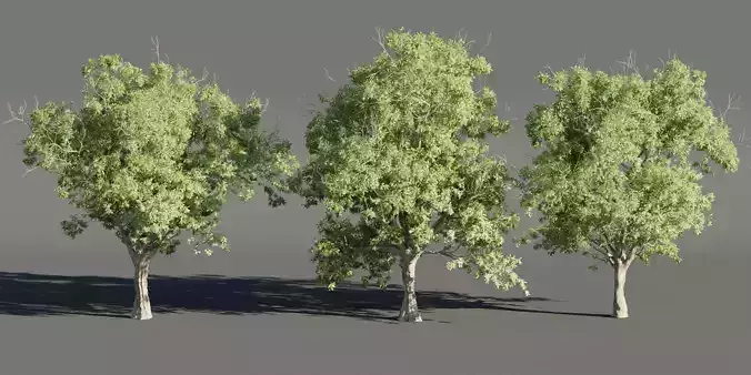 Summer Trees collection vol 226-Blender