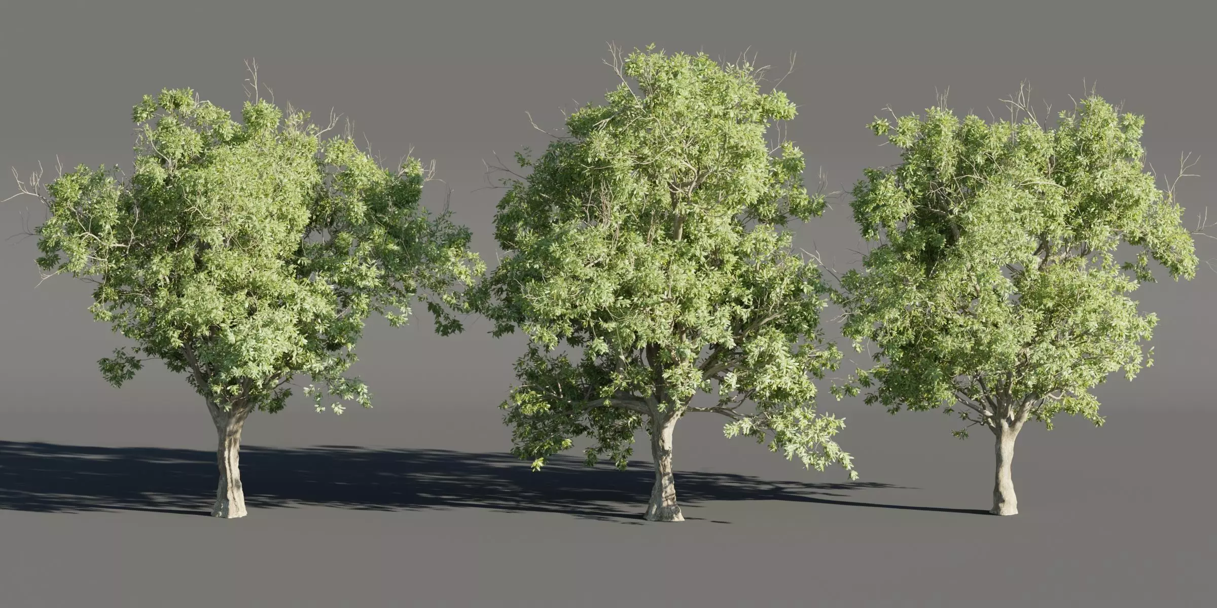 Summer Trees collection vol 226-Blender 3D model_0