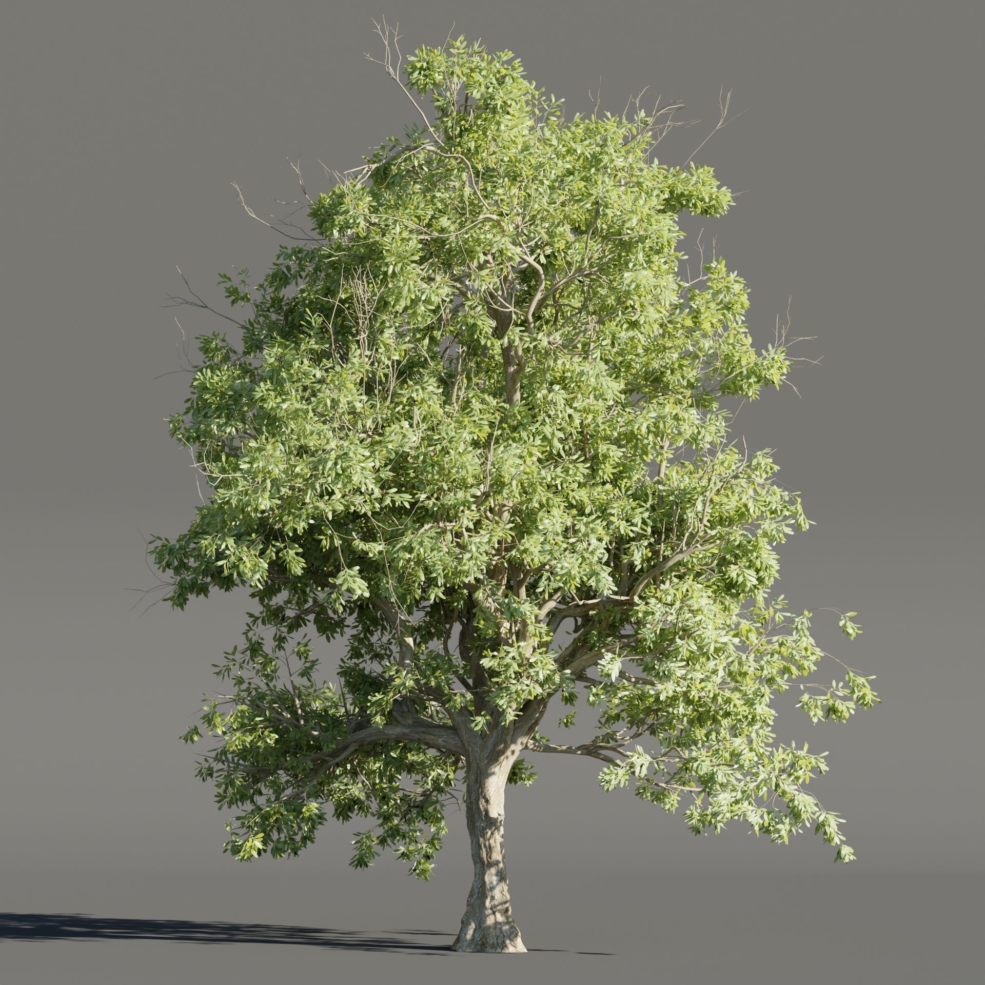 Summer Trees collection vol 226-Blender 3D model_2